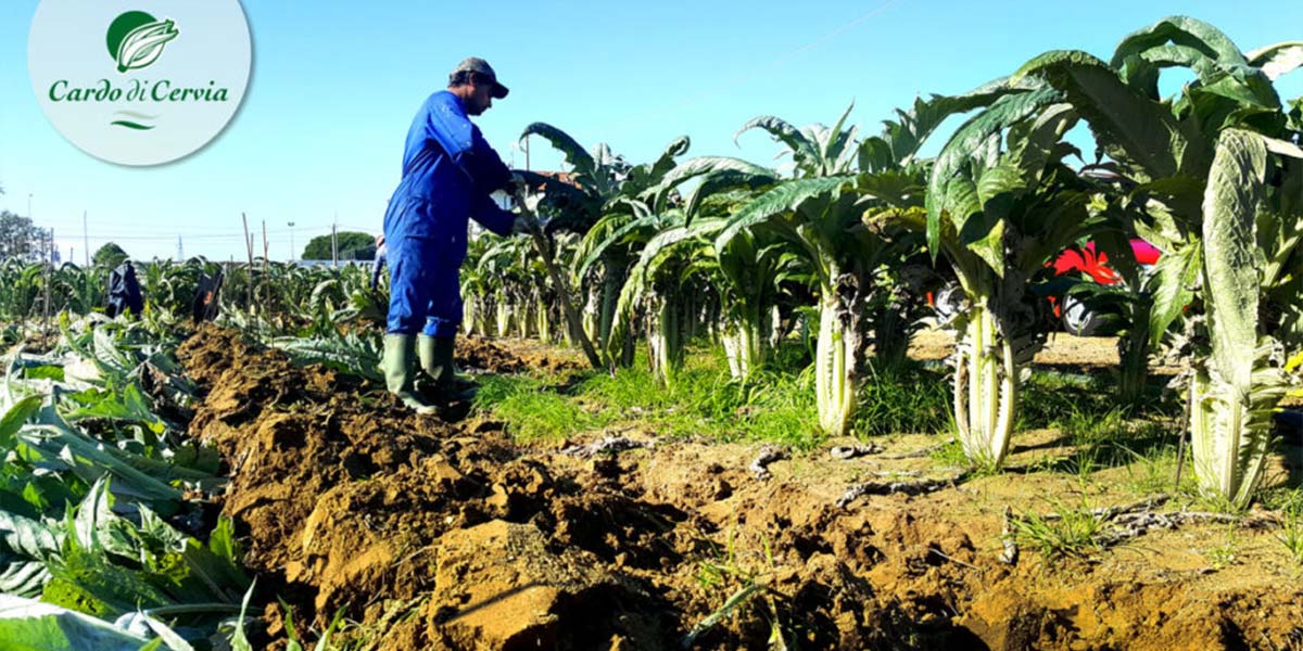 Cardo di Cervia, per l’azienda Fiori il punto di forza è la sabbia